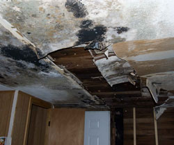 Mold damage